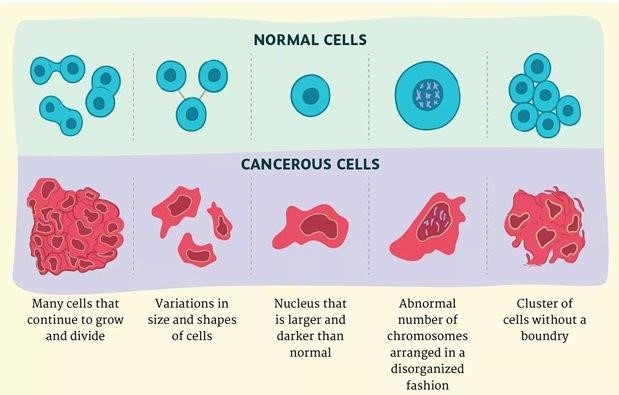 Điểm khác biệt của tế bào ung thư và tế bào thường