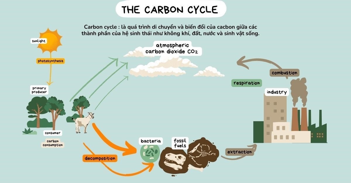 Chu trình cacbon, còn được gọi là carbon cycle, là gì?