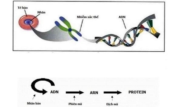 Vị trí và hành vi của gen di truyền.