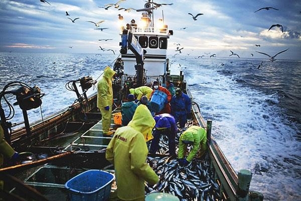 4.1 Đánh bắt: Là một hoạt động tập trung vào việc săn bắt cá và các loại hải sản khác trong đại dương, đánh bắt là một nghề truyền thống và quan trọng trong ngành thủy sản.