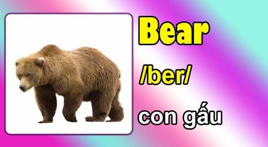 Con gấu có tên tiếng Anh là 
